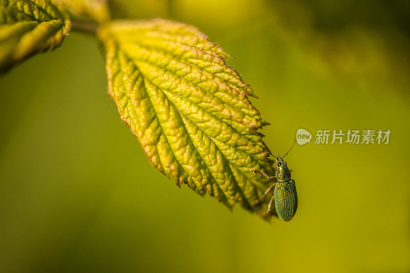 春季树莓叶上的荨麻象鼻虫(Phyllobius Pomaceus)